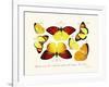 Butterflies, 1783-1806-null-Framed Giclee Print