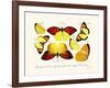 Butterflies, 1783-1806-null-Framed Giclee Print