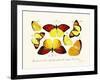 Butterflies, 1783-1806-null-Framed Giclee Print