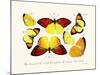 Butterflies, 1783-1806-null-Mounted Giclee Print