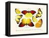 Butterflies, 1783-1806-null-Framed Stretched Canvas