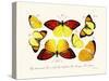 Butterflies, 1783-1806-null-Stretched Canvas