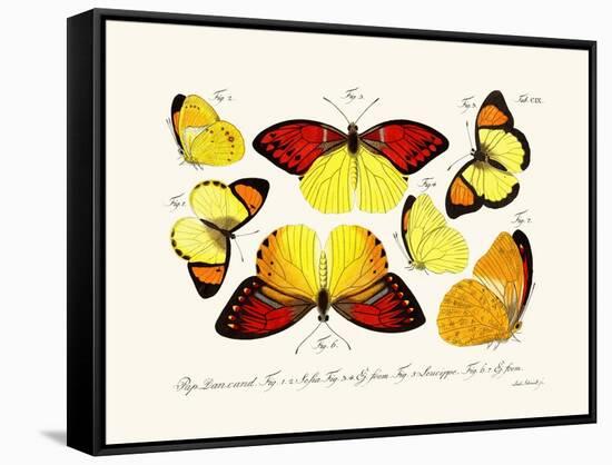 Butterflies, 1783-1806-null-Framed Stretched Canvas