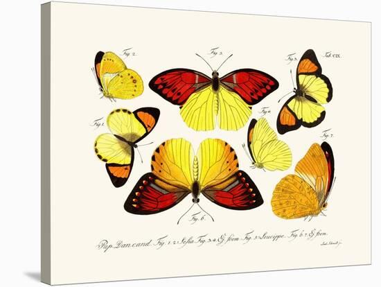 Butterflies, 1783-1806-null-Stretched Canvas