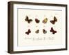 Butterflies, 1783-1806-null-Framed Giclee Print