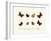 Butterflies, 1783-1806-null-Framed Giclee Print