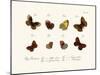 Butterflies, 1783-1806-null-Mounted Giclee Print