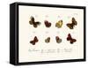 Butterflies, 1783-1806-null-Framed Stretched Canvas