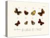 Butterflies, 1783-1806-null-Stretched Canvas