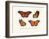 Butterflies, 1783-1806-null-Framed Giclee Print