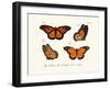 Butterflies, 1783-1806-null-Framed Giclee Print