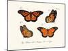 Butterflies, 1783-1806-null-Mounted Giclee Print