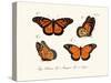 Butterflies, 1783-1806-null-Stretched Canvas