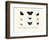 Butterflies, 1783-1806-null-Framed Giclee Print