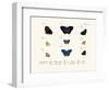 Butterflies, 1783-1806-null-Framed Giclee Print