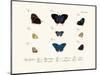 Butterflies, 1783-1806-null-Mounted Giclee Print