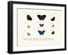 Butterflies, 1783-1806-null-Framed Giclee Print