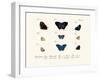 Butterflies, 1783-1806-null-Framed Giclee Print