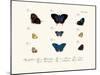 Butterflies, 1783-1806-null-Mounted Giclee Print