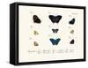 Butterflies, 1783-1806-null-Framed Stretched Canvas