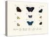 Butterflies, 1783-1806-null-Stretched Canvas