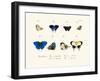 Butterflies, 1783-1806-null-Framed Giclee Print