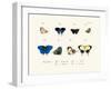 Butterflies, 1783-1806-null-Framed Giclee Print