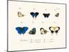 Butterflies, 1783-1806-null-Mounted Giclee Print