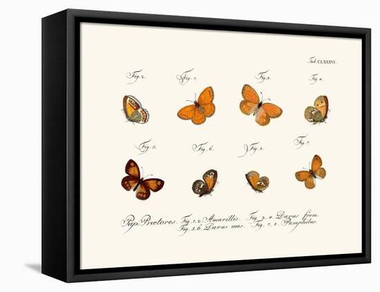 Butterflies, 1783-1806-null-Framed Stretched Canvas