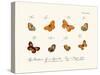 Butterflies, 1783-1806-null-Stretched Canvas