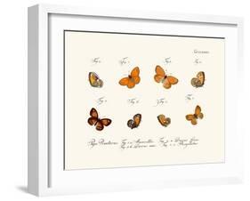 Butterflies, 1783-1806-null-Framed Giclee Print