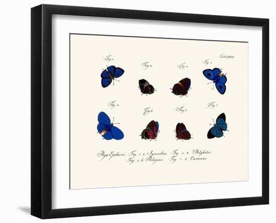 Butterflies, 1783-1806-null-Framed Giclee Print