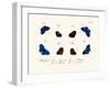 Butterflies, 1783-1806-null-Framed Giclee Print