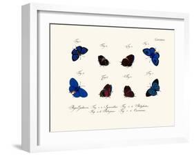 Butterflies, 1783-1806-null-Framed Giclee Print