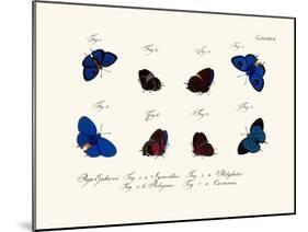 Butterflies, 1783-1806-null-Mounted Giclee Print