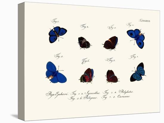 Butterflies, 1783-1806-null-Stretched Canvas