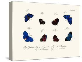 Butterflies, 1783-1806-null-Stretched Canvas