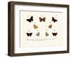 Butterflies, 1783-1806-null-Framed Giclee Print