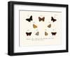 Butterflies, 1783-1806-null-Framed Giclee Print