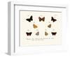 Butterflies, 1783-1806-null-Framed Giclee Print