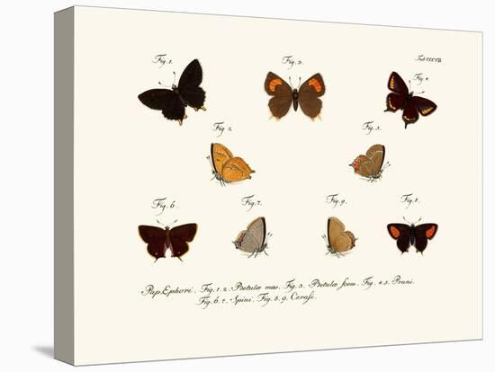 Butterflies, 1783-1806-null-Stretched Canvas