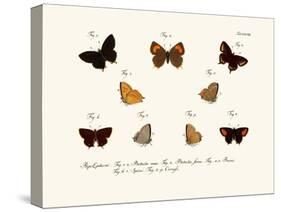 Butterflies, 1783-1806-null-Stretched Canvas