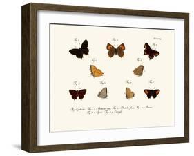 Butterflies, 1783-1806-null-Framed Giclee Print