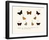 Butterflies, 1783-1806-null-Framed Giclee Print