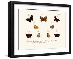 Butterflies, 1783-1806-null-Framed Giclee Print