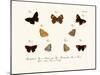 Butterflies, 1783-1806-null-Mounted Giclee Print