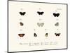 Butterflies, 1783-1806-null-Mounted Giclee Print