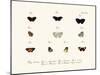 Butterflies, 1783-1806-null-Mounted Giclee Print