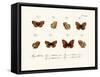 Butterflies, 1783-1806-null-Framed Stretched Canvas