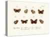 Butterflies, 1783-1806-null-Stretched Canvas